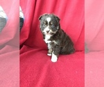 Small Photo #2 Miniature Australian Shepherd Puppy For Sale in BOWLING GREEN, KY, USA
