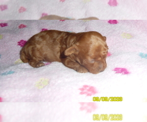 Poodle (Toy) Puppy for sale in DULUTH, GA, USA