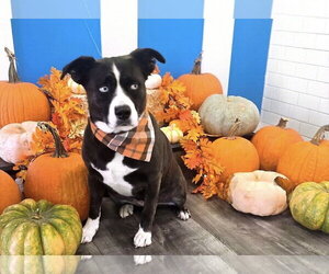 Diamond - Female American Staffordshire Terrier-Siberian Husky Mix Dog for Adoption - Photo #4