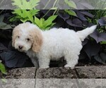 Small Photo #9 Miniature Labradoodle Puppy For Sale in FREDERICKSBURG, OH, USA