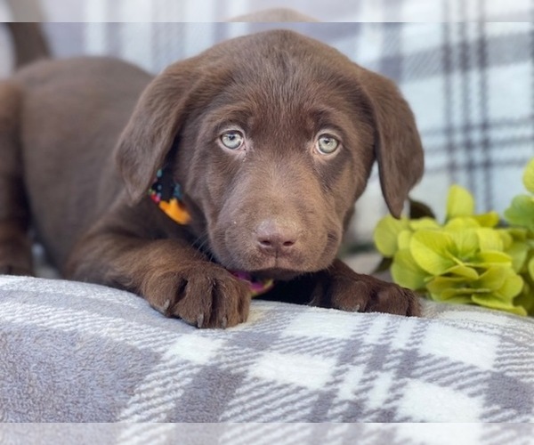 Medium Photo #2 Labrador Retriever Puppy For Sale in LAKELAND, FL, USA