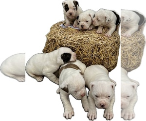 American Bulldog Litter for sale in WOODBURY, NJ, USA