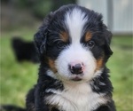 Small Photo #1 Bernese Mountain Dog Puppy For Sale in SAINT MARIES, ID, USA