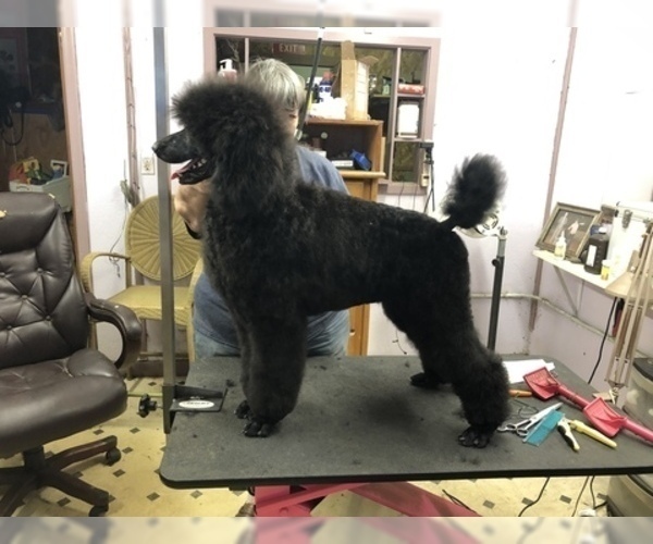 Medium Photo #9 Poodle (Standard) Puppy For Sale in LADY LAKE, FL, USA