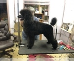 Small Photo #9 Poodle (Standard) Puppy For Sale in LADY LAKE, FL, USA