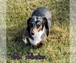 Small #10 Dachshund
