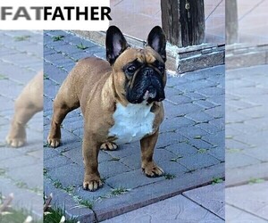 Father of the French Bulldog puppies born on 01/04/2019