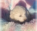 Small Photo #6 Great Pyrenees Puppy For Sale in AGRA, OK, USA