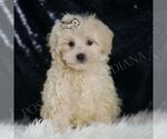 Puppy Pikachu Maltipoo (Miniature)