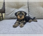 Small #14 Yorkshire Terrier