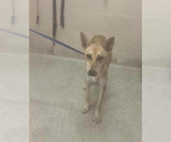 Medium Photo #1 German Shepherd Dog-Unknown Mix Puppy For Sale in Conroe, TX, USA