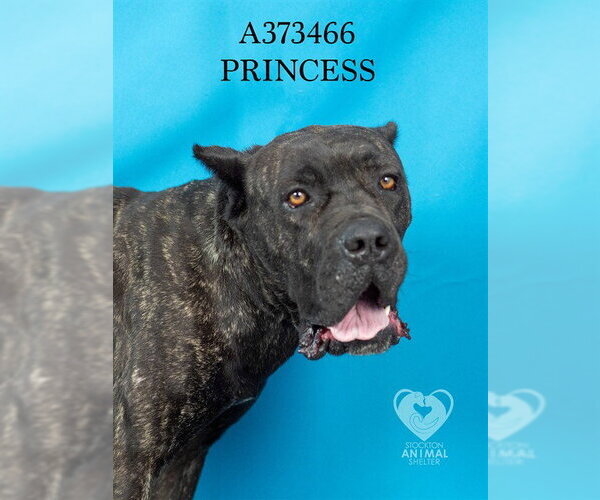 Medium Photo #2 Mutt Puppy For Sale in Stockton, CA, USA