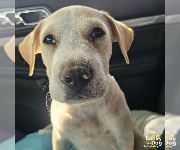 Medium Photo #2 Labrador Retriever-Unknown Mix Puppy For Sale in Washington, DC, USA