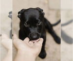 Small #1 Labrador Retriever Mix