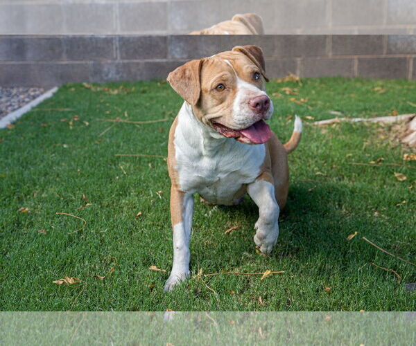 Medium Photo #1 American Staffordshire Terrier Puppy For Sale in Phoenix, AZ, USA