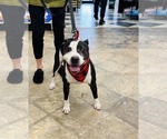 Small #13 American Staffordshire Terrier Mix
