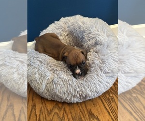 Boxer Puppy for sale in PRINCETON, WV, USA