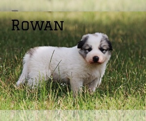Anatolian Shepherd-Great Pyrenees Mix Puppy for sale in BARRY, TX, USA