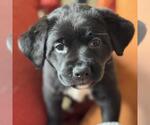 Small #3 Labrador Retriever Mix