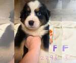 Image preview for Ad Listing. Nickname: BRUNO