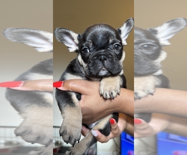 Medium Photo #7 French Bulldog Puppy For Sale in GREENVILLE, SC, USA