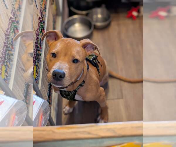 Medium Photo #1 American Pit Bull Terrier-Unknown Mix Puppy For Sale in Wetumpka, AL, USA