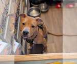 Small American Pit Bull Terrier Mix