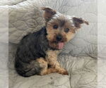 Small Photo #8 Maltese-Unknown Mix Puppy For Sale in St. Louis Park, MN, USA