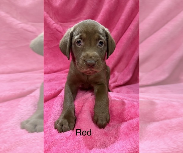 Medium Photo #1 Labrador Retriever Puppy For Sale in LAKEWOOD RANCH, FL, USA