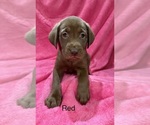 Puppy 4 Labrador Retriever