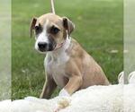 Small #2 Catahoula Leopard Dog Mix