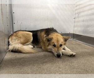 German Shepherd Dog-Unknown Mix Dogs for adoption in San Bernardino, CA, USA