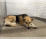 Small German Shepherd Dog Mix
