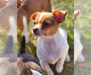 Chihuahua Puppy for sale in MOUNT AIRY, NC, USA