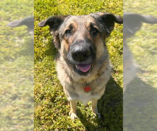 Medium Photo #1 German Shepherd Dog-Unknown Mix Puppy For Sale in Sacramento, CA, USA