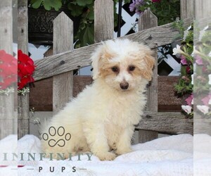 Bichpoo Puppy for sale in RISING SUN, MD, USA
