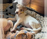 Small #3 Great Dane Mix