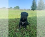 Small Photo #1 Aussiedoodle Puppy For Sale in ARDMORE, OK, USA