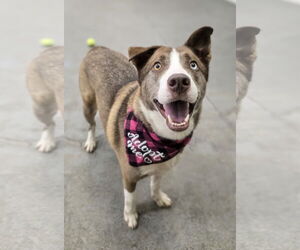 Siberian Husky-Unknown Mix Dogs for adoption in Rockaway, NJ, USA