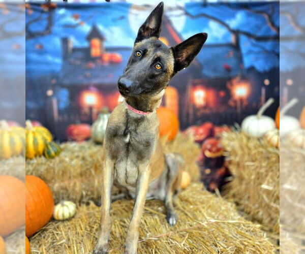 Medium Photo #1 Mutt Puppy For Sale in Long Beach, CA, USA