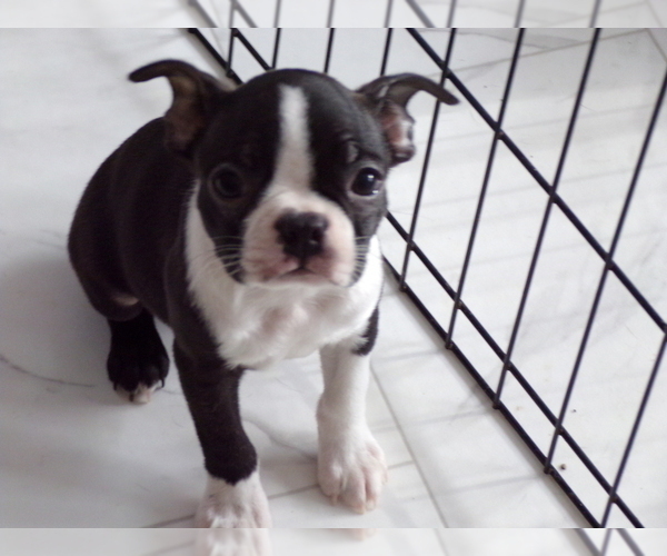 Medium Photo #6 Boston Terrier Puppy For Sale in MONROE, NH, USA