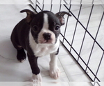 Small #5 Boston Terrier