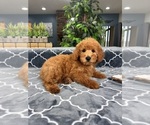 Small Photo #4 Goldendoodle (Miniature) Puppy For Sale in GREENFIELD, IN, USA