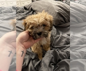 Lhasa Apso Puppy for sale in SIKESTON, MO, USA