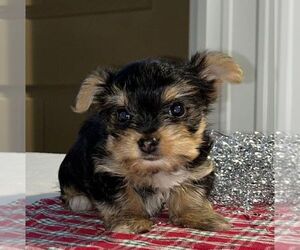 Yorkshire Terrier Puppy for sale in FREDONIA, PA, USA