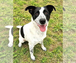 Mutt Dogs for adoption in Sacramento, CA, USA