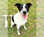 FINNEGAN (FINN) - Male Mutt Dog for Adoption - Small photo