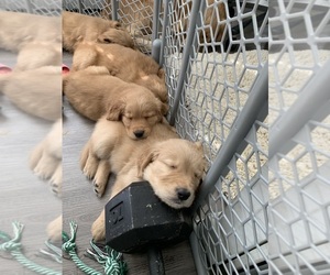 Golden Retriever Puppy for sale in BROOMFIELD, CO, USA