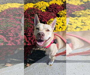 Carolina Dog-Unknown Mix Dogs for adoption in Rockaway, NJ, USA