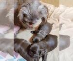 Small Photo #2 Shih Tzu Puppy For Sale in FANNING SPGS, FL, USA
